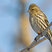 Pine Siskin